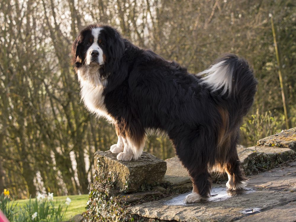 Bernese-Mountain-Dog-in-forest