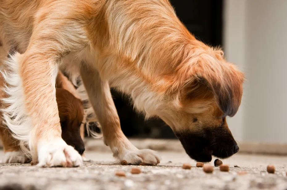 dog eating kibbles on the floor