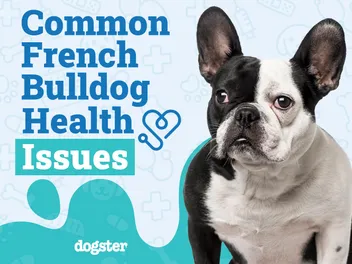 15 Common French Bulldog Health Issues to Look Out For