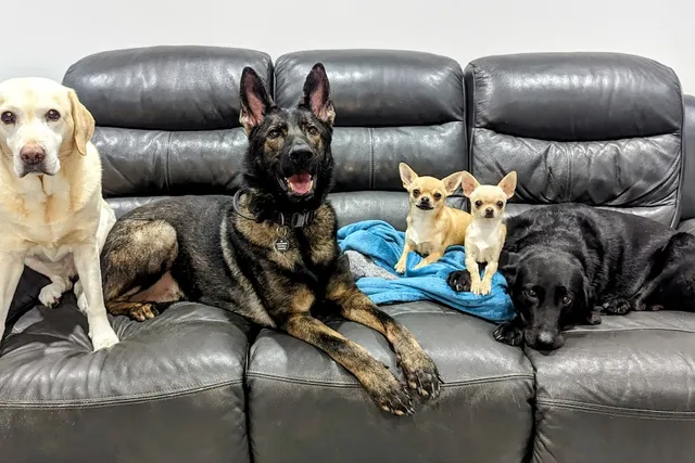Introducing the Dogsters: Welcome to Dr Karyn's Jungle (with Poppy, Bailey, Kodah, Ned & Fred)