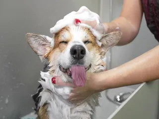 How Often Should I Bathe My Corgi? Vet-Reviewed Cleaning & Bath Tips
