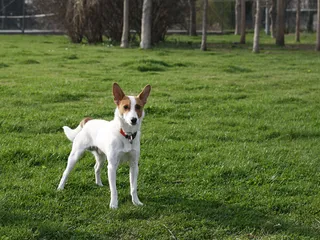 Miniature Fox Terrier Dog Breed: Info, Pictures, Traits & Care