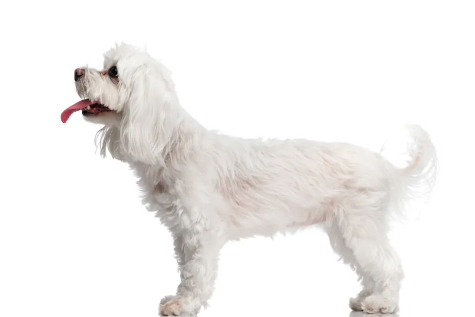 white bichon dog sticking out tongue