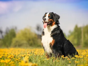 12 Interesting Facts About Bernese Mountain Dogs (Vet-Reviewed)