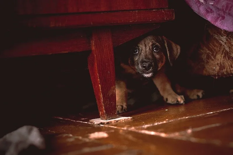 scared puppy hiding under furniture