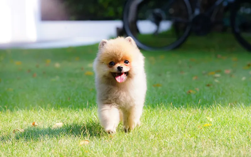 teacup pomeranian running on grass