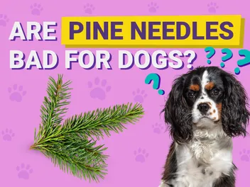 Are Pine Needles Bad for Dogs? Vet-Approved Facts & FAQ