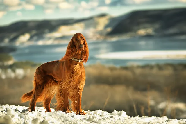 10 Red Dog Breeds: Big, Small & Fluffy (With Info & Pictures)