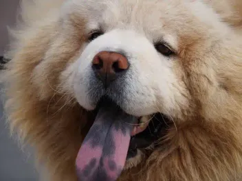 15 Dog Breeds With Spotted Tongues: Info, Pictures & History