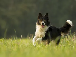 When Will My Border Collie Calm Down? Vet-Reviewed Facts & FAQ