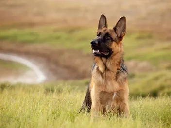 Are German Shepherds Good With Kids? Vet-Approved Safety Tips & Considerations