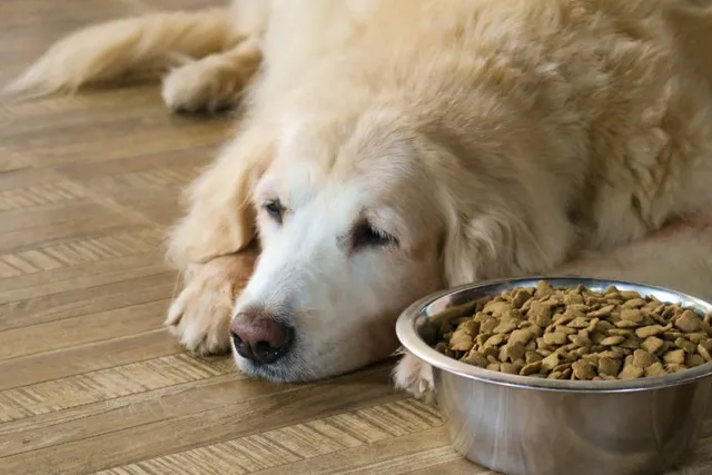 How Long Can a Dog Go Without Food? Vet-Verified Facts & FAQ