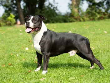 21 American Dog Breeds: Info, Pictures & Origin