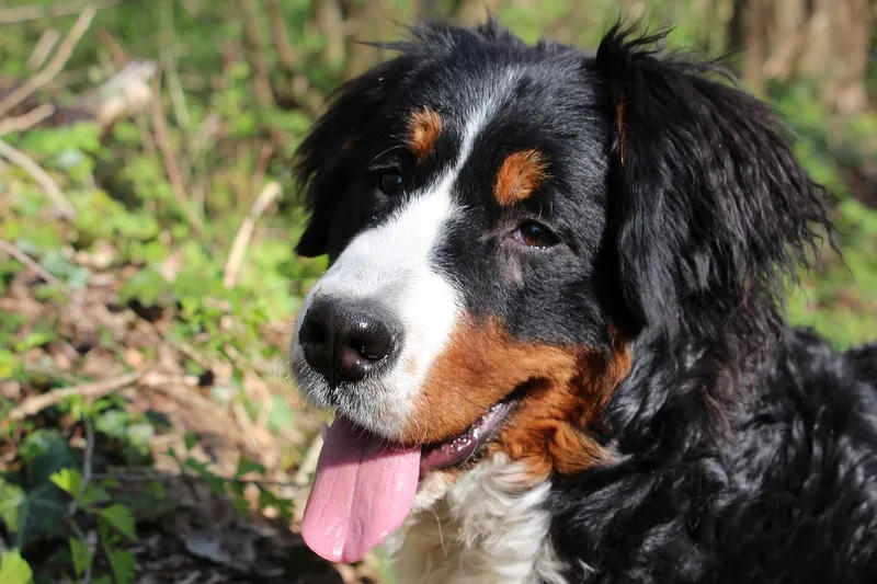 Female Bernese Mountain Dogs
