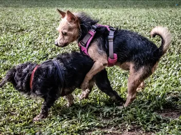 Why Do Dogs Hump or Mount? 6 Vet-Reviewed Reasons for This Behavior