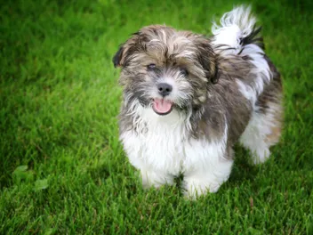 Shichon (Bichon Frise & Shih Tzu Mix) Dog Breed: Info, Pictures, Care & More