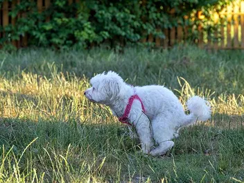 How to Potty Train a Maltese: 10 Vet-Approved Tips & Tricks