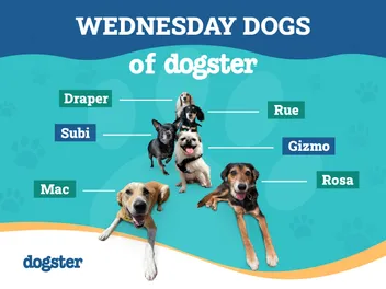 Favorite Things: The Wednesday Dogs of Dogster Respond