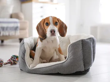 Are Beagles Good Apartment Dogs? Vet Reviewed Breed Temperament & FAQ
