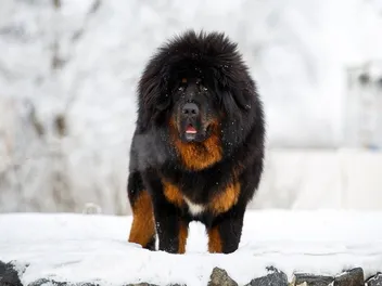 Tibetan Mastiff Price: How Much Do They Cost? 2026 Price Guide
