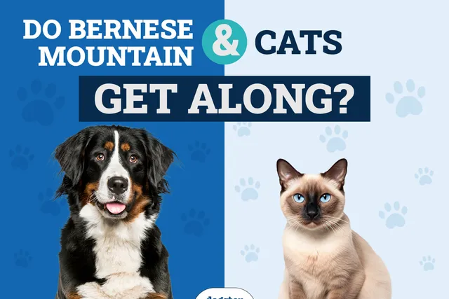 Will a Bernese Mountain Dog Get Along With My Cat? Vet-Verified Tips & FAQ