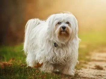 10 Havanese Pros & Cons You Need to Know