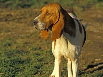 Artois Hound Dog Breed: Info, Pictures, Traits & Care