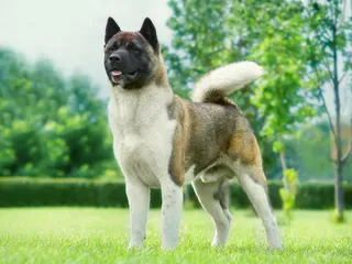 Akita Dog Breed: Info, Pictures, Care & Traits