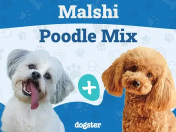 Shmoodle (Mal-Shi & Toy Poodle Mix) Dog Breed: Info, Pictures, Care & Traits