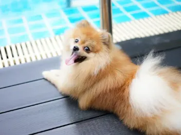 Do Pomeranians Like Water? Swim & Water Safety Guide