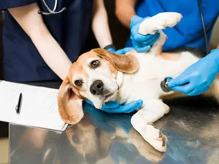 10 Dog Breeds Prone to Seizures: Vet-Verified Facts