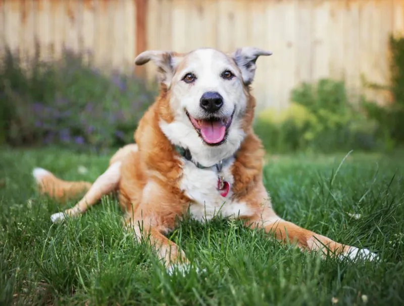 Köpeklerde yaşlanmayı araştıran bilim insanları köpekleri davet ediyor