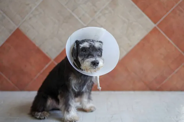 Cost to Spay or Neuter a Dog in Canada (2026 Guide)