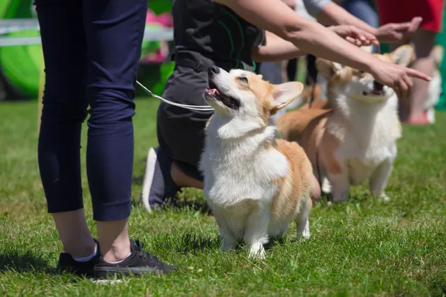 10 Interesting Facts About The National Dog Show