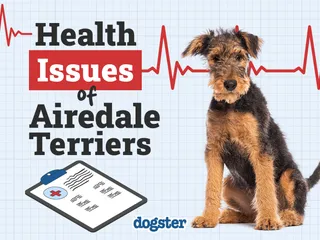 8 Airedale Terrier Health Issues: Our Vet Explains the Signs & Care Tips