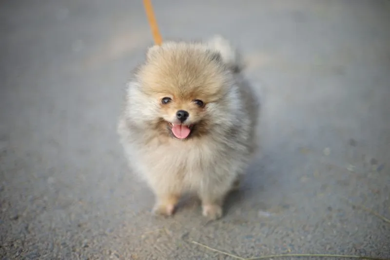 teacup pomeranian puppy standing outdoors