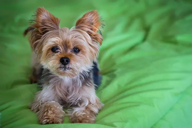 Canine Cognitive Dysfunction Syndrome: Symptoms & Treatment