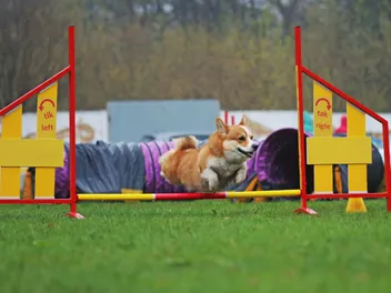 Can Corgis Jump? Vet-Reviewed Health Risks & Tips