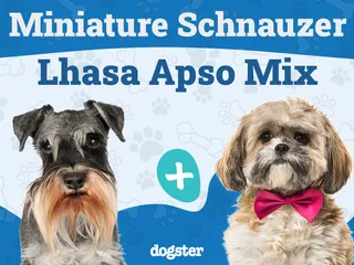 Schapso (Lhasa Apso & Miniature Schnauzer Mix): Info, Pictures, Care & More