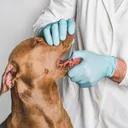 Vets Say This Common Dog Mistake Could Hurt Their Health - Why You Should Brush Your Dog’s Teeth Today