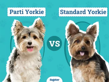 Parti Yorkie vs. Standard Yorkie: Key Differences (With Pictures)
