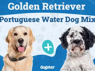 Golden Retriever Portuguese Water Dog Mix: Info, Pictures, Care & More