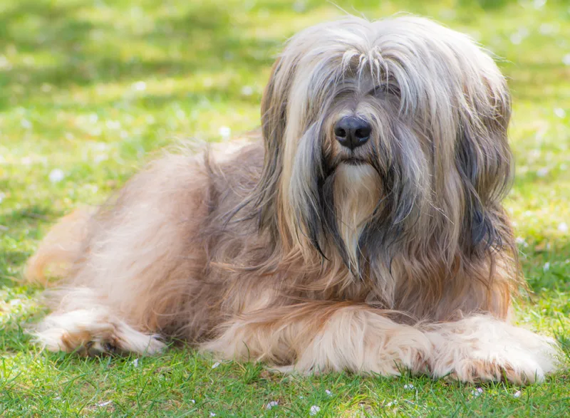 male tibetan terrier dog lying in the grass