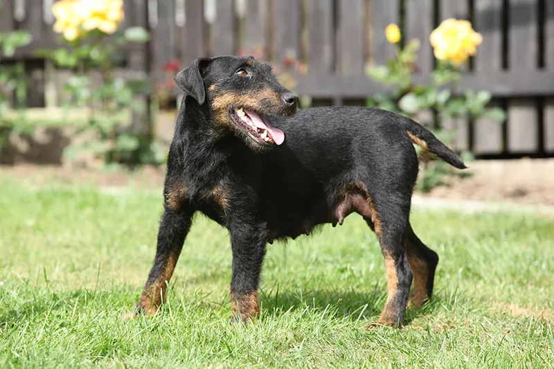female Jagdterrier dog