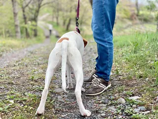 My Dog Just Peed On Me, What Should I Do? Causes & Prevention Tips