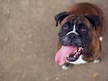 What Is a Normal Dog Respiration Rate? Vet-Reviewed Facts