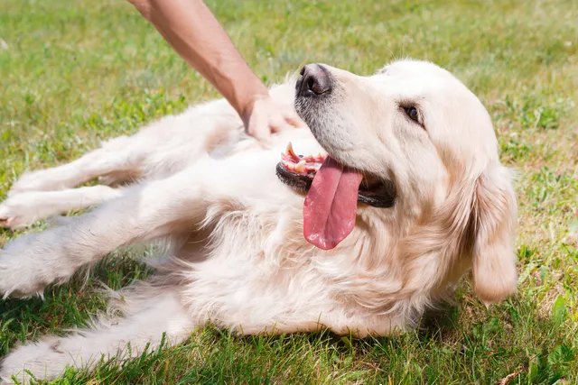 Epilepsy In Dogs: Types, Causes, Signs, Care & Treatment (Vet Answer)