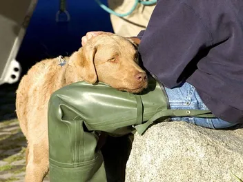 Why Do Dogs Like to Sniff Crotches? 4 Common Reasons