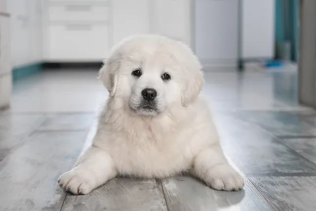 How Old Is a Puppy When Their Balls Drop? Our Vet Explains