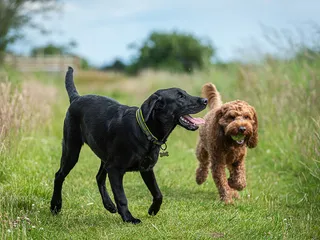 10 Dog Play Styles: What Is Normal, Vet-Verified Tips & FAQ